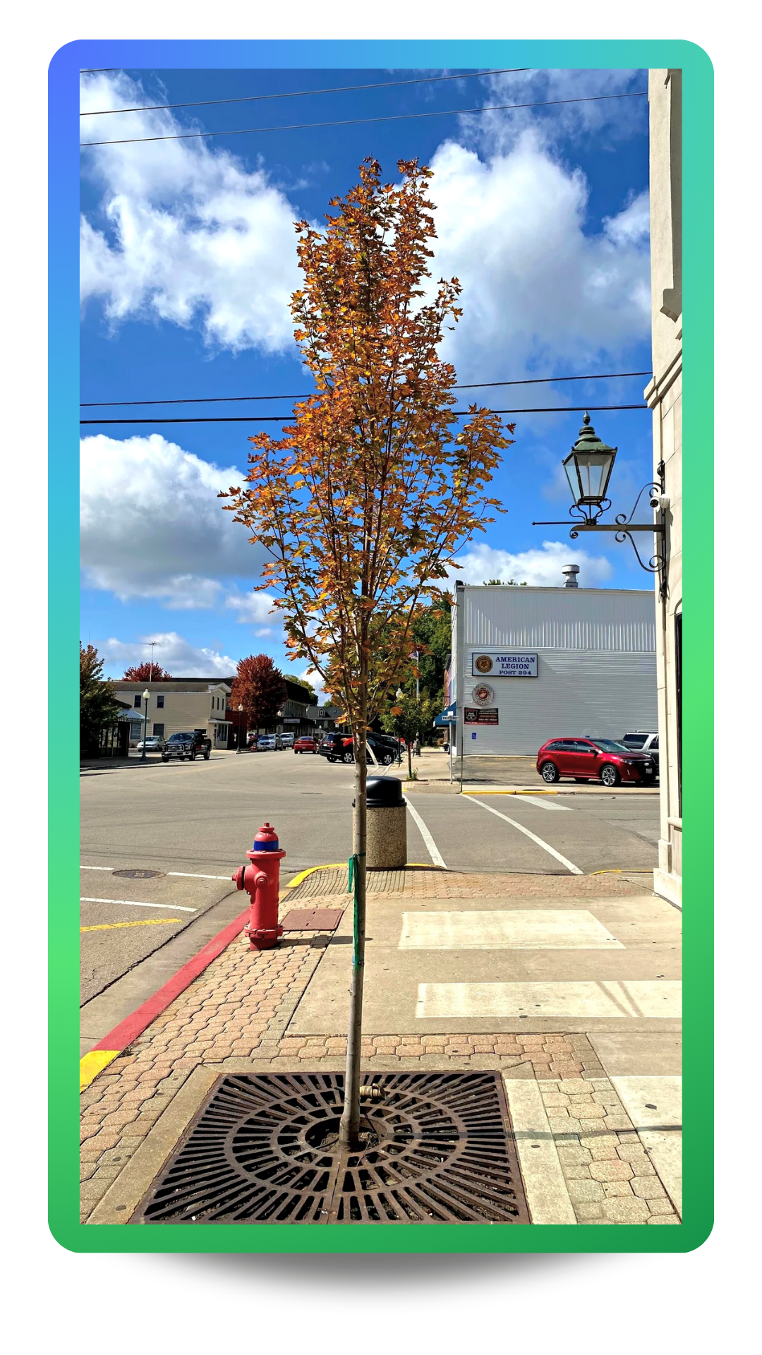 Armstrong Gold® Red Maple planted in a sidewalk cutout downtown with red fall foliage